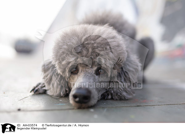 liegender Kleinpudel / lying standard poodle / AH-03574