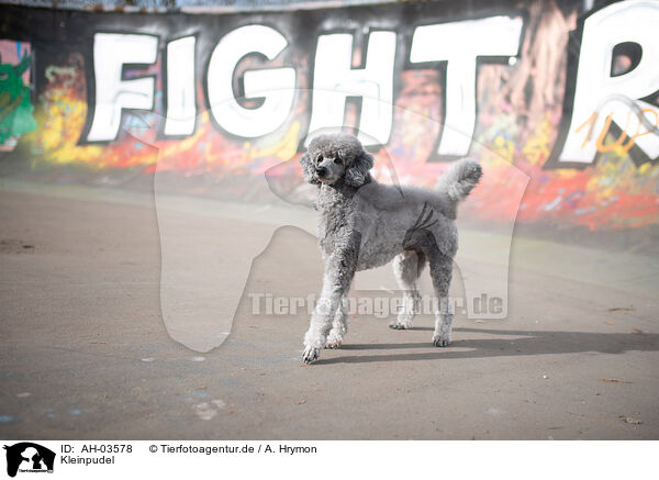 Kleinpudel / standard poodle / AH-03578
