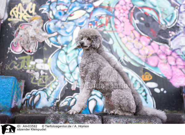 sitzender Kleinpudel / sitting standard poodle / AH-03582