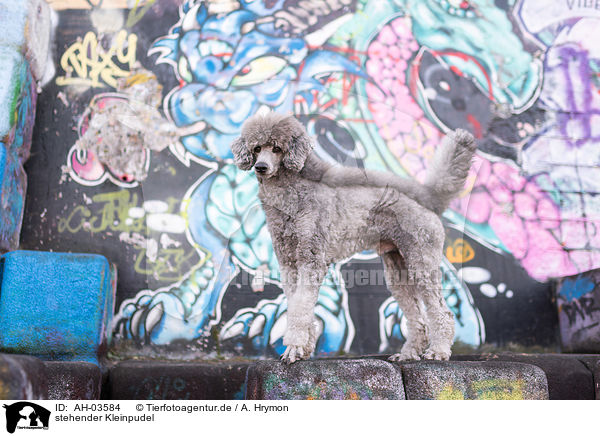 stehender Kleinpudel / standing standard poodle / AH-03584