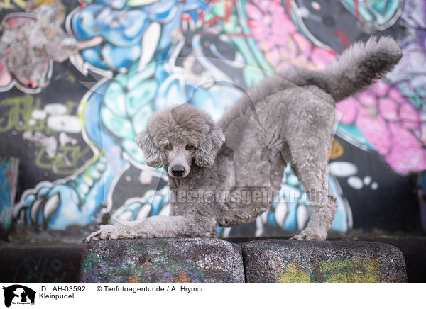 Kleinpudel / standard poodle / AH-03592