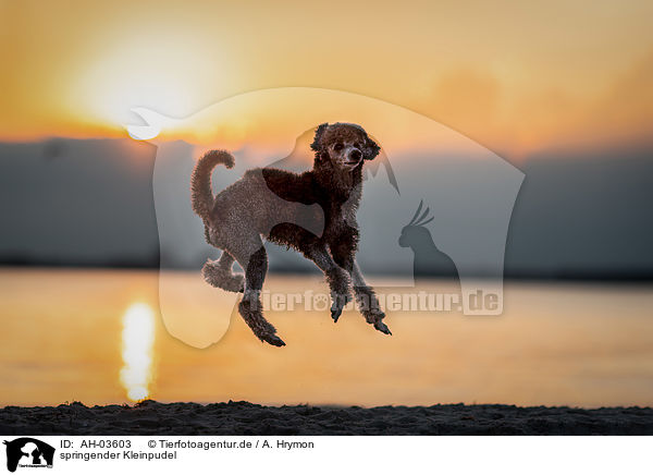 springender Kleinpudel / jumping standard poodle / AH-03603