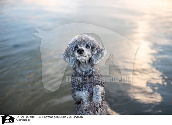 Kleinpudel / standard poodle / AH-03608