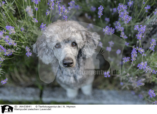 Kleinpudel zwischen Lavendel / standard poodle between lavender / AH-03641