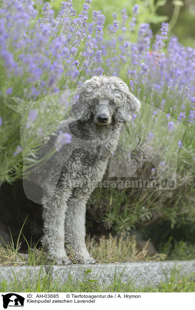 Kleinpudel zwischen Lavendel / standard poodle between lavender / AH-03685