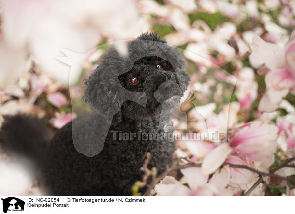 Kleinpudel Portrait / Royal Standard Poodle Portrait / NC-02054