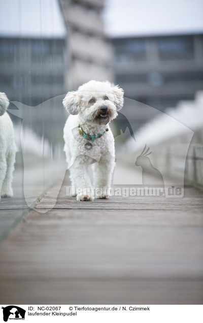 laufender Kleinpudel / walking Royal Standard Poodle / NC-02067