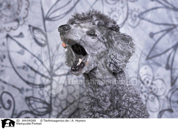 Kleinpudel Portrait / Royal Standard Poodle Portrait / AH-04089