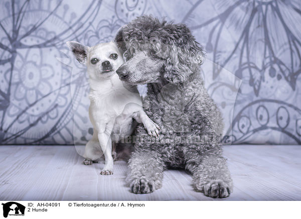 2 Hunde / AH-04091