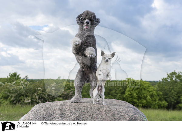 2 Hunde / AH-04144