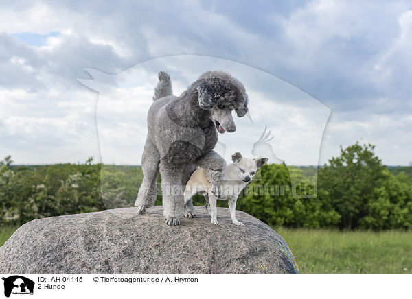 2 Hunde / AH-04145