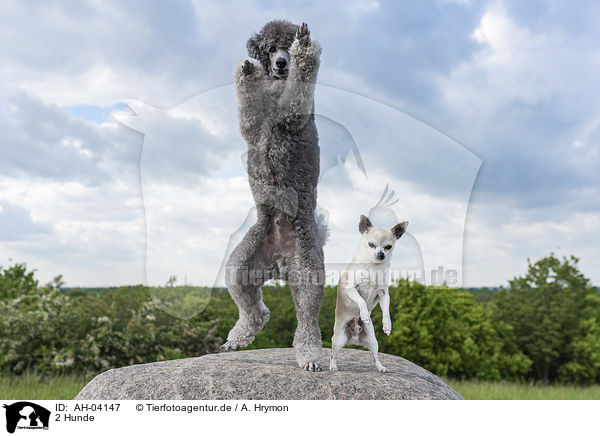 2 Hunde / AH-04147