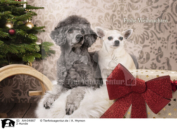 2 Hunde / AH-04867