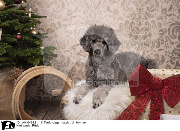 Kleinpudel Rde / male Royal Standard Poodle / AH-04932