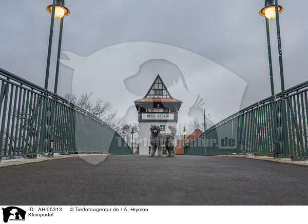 Kleinpudel / Royal Standard Poodle / AH-05313