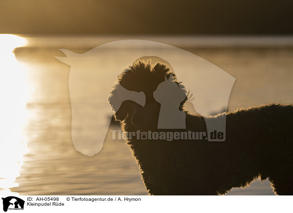 Kleinpudel R�de / male Royal Standard Poodle / AH-05498