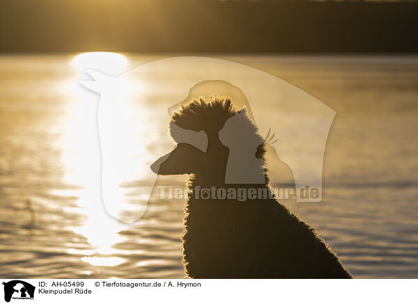 Kleinpudel R�de / male Royal Standard Poodle / AH-05499