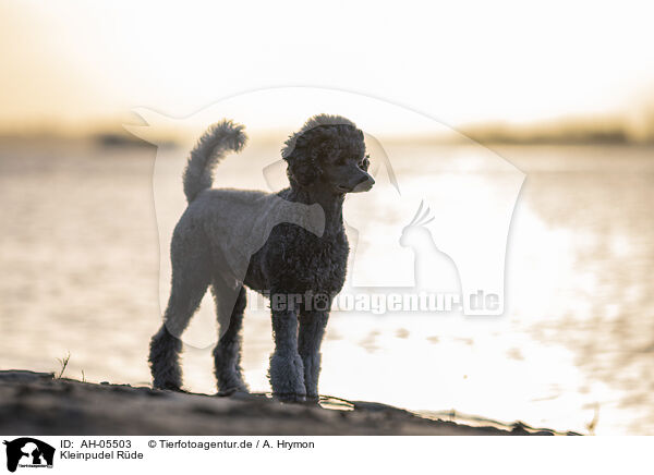 Kleinpudel R�de / male Royal Standard Poodle / AH-05503