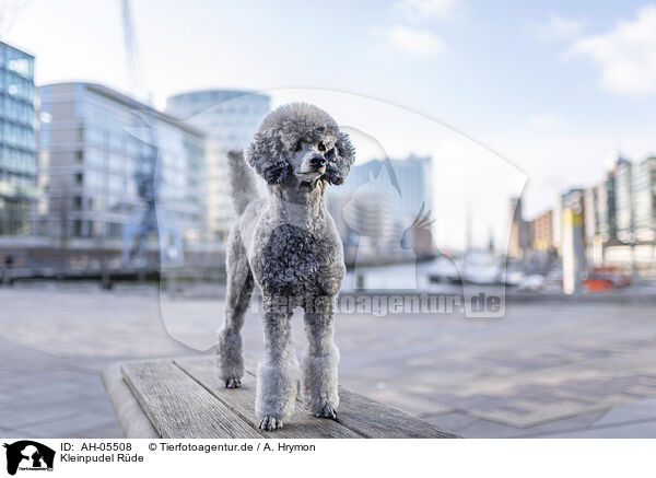 Kleinpudel Rde / male Royal Standard Poodle / AH-05508
