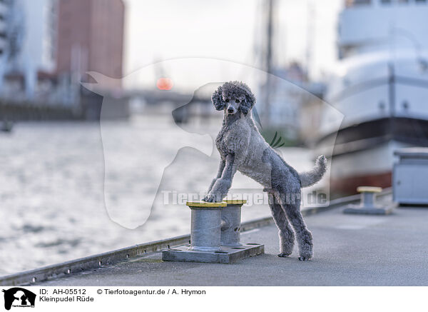 Kleinpudel Rde / male Royal Standard Poodle / AH-05512