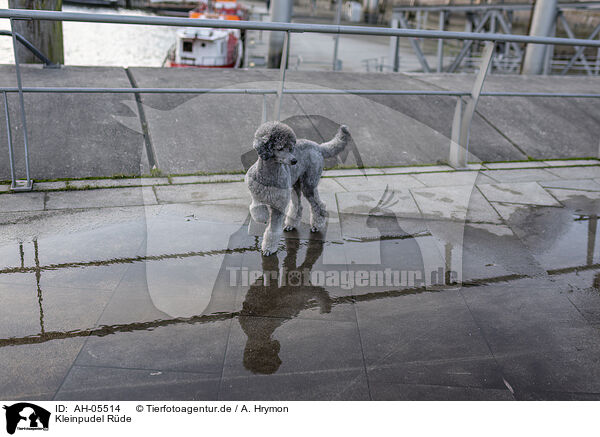 Kleinpudel Rde / male Royal Standard Poodle / AH-05514
