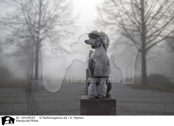 Kleinpudel Rde / male Royal Standard Poodle / AH-05543