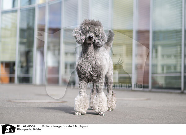 Kleinpudel Rde / male Royal Standard Poodle / AH-05545