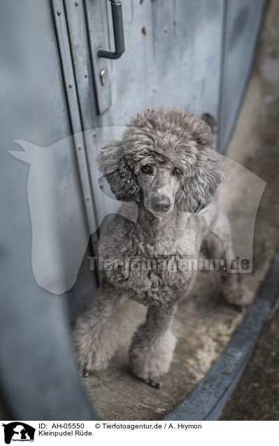 Kleinpudel Rde / male Royal Standard Poodle / AH-05550