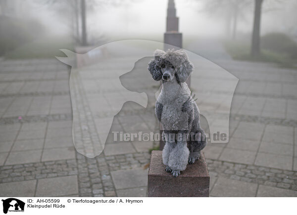 Kleinpudel Rde / male Royal Standard Poodle / AH-05599