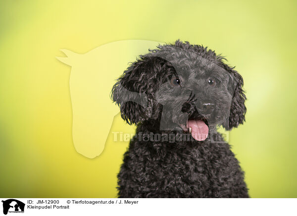 Kleinpudel Portrait / Royal Standard Poodle Portrait / JM-12900