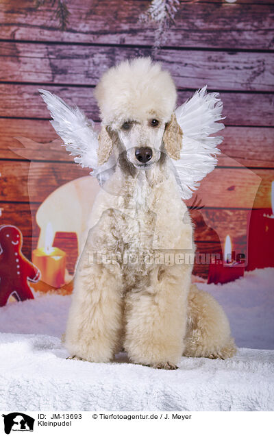 Kleinpudel / Royal Poodle / JM-13693