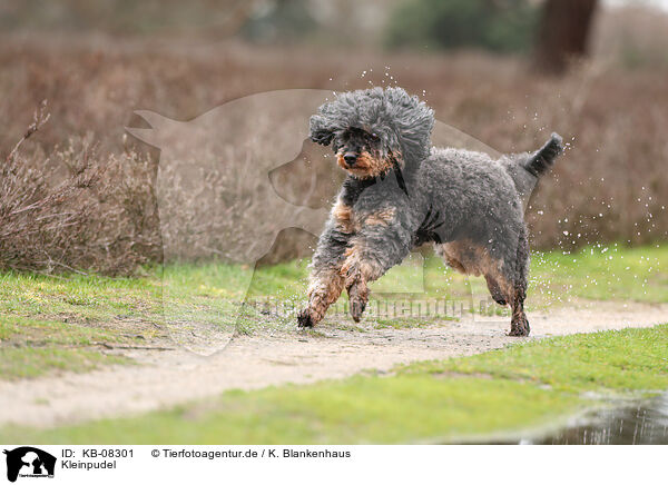 Kleinpudel / Royal Standard Poodle / KB-08301