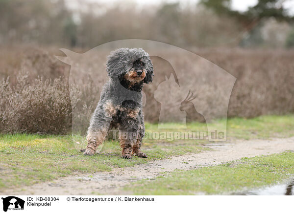 Kleinpudel / Royal Standard Poodle / KB-08304