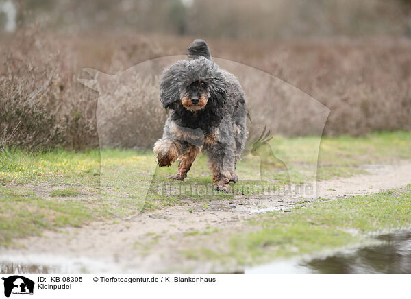 Kleinpudel / Royal Standard Poodle / KB-08305