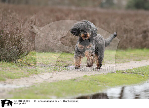 Kleinpudel / Royal Standard Poodle / KB-08306