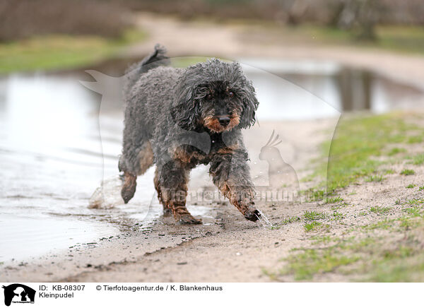 Kleinpudel / Royal Standard Poodle / KB-08307