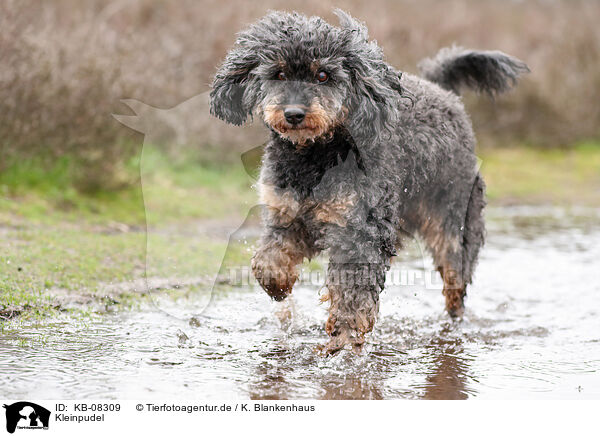 Kleinpudel / Royal Standard Poodle / KB-08309