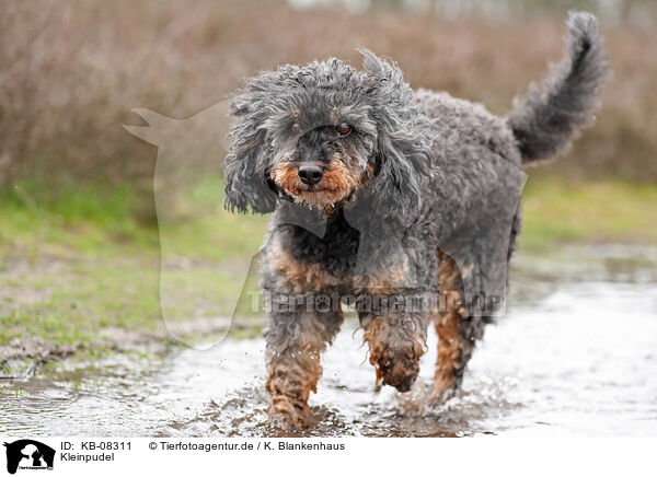 Kleinpudel / Royal Standard Poodle / KB-08311