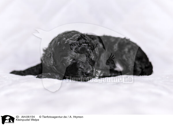 Kleinpudel Welpe / Royal Standard Poodle Puppy / AH-06154