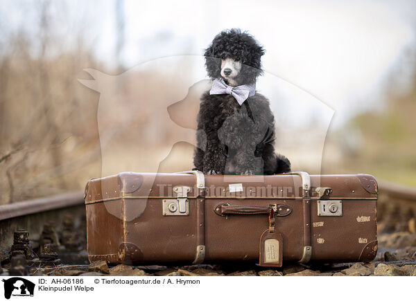 Kleinpudel Welpe / Royal Standard Poodle Puppy / AH-06186