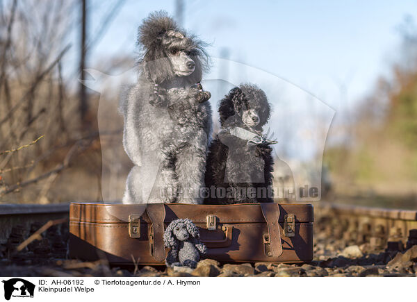 Kleinpudel Welpe / Royal Standard Poodle Puppy / AH-06192