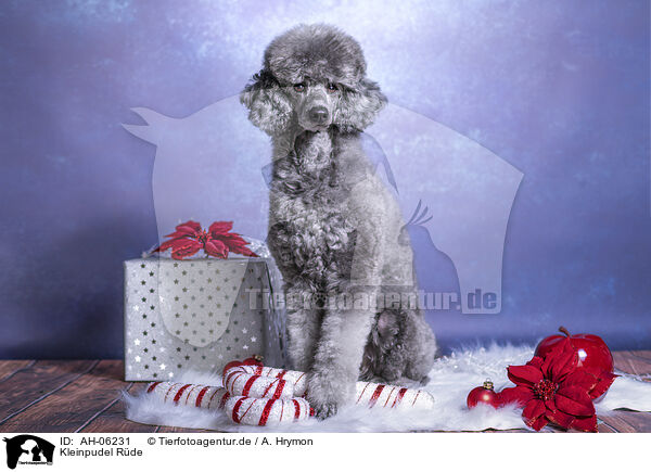 Kleinpudel Rde / male Royal Standard Poodle / AH-06231