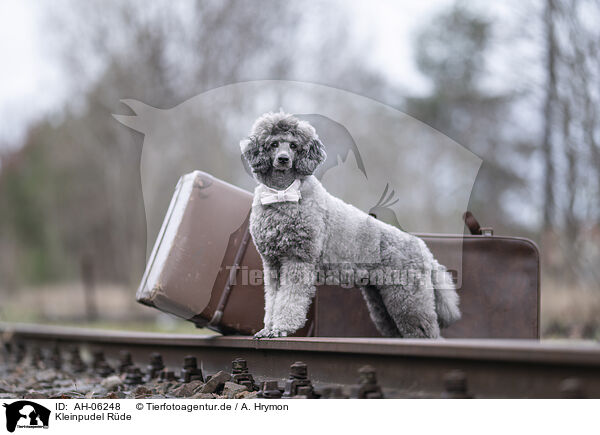 Kleinpudel R�de / male Royal Standard Poodle / AH-06248