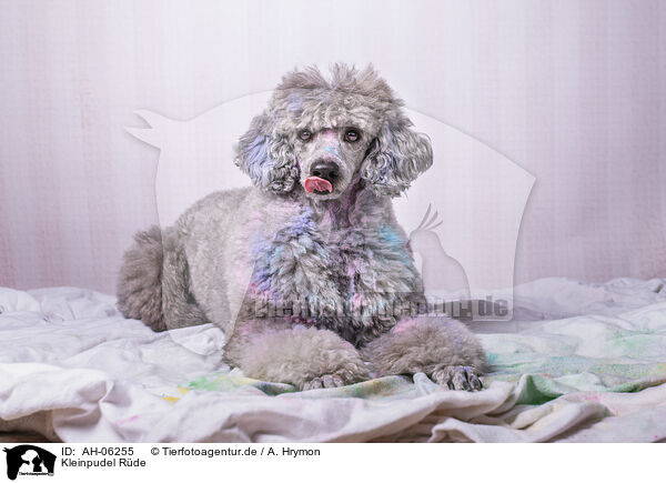 Kleinpudel Rde / male Royal Standard Poodle / AH-06255
