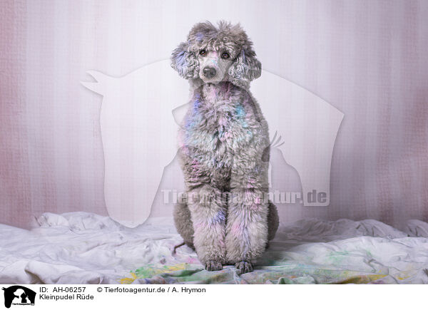 Kleinpudel Rde / male Royal Standard Poodle / AH-06257