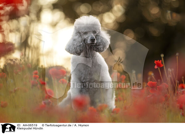 Kleinpudel Hndin / female Royal Standard Poodle / AH-06519