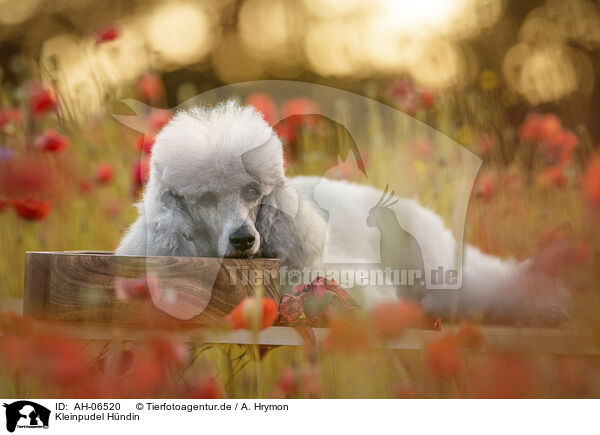 Kleinpudel Hndin / female Royal Standard Poodle / AH-06520