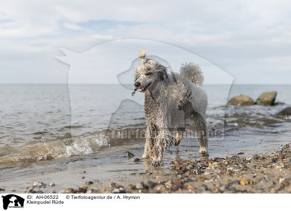 Kleinpudel Rde / male Royal Standard Poodle / AH-06522