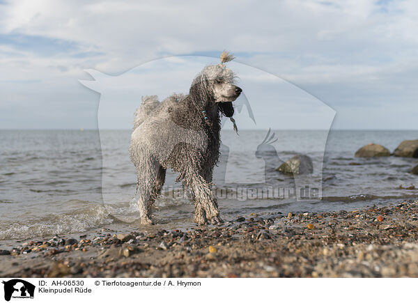 Kleinpudel Rde / male Royal Standard Poodle / AH-06530