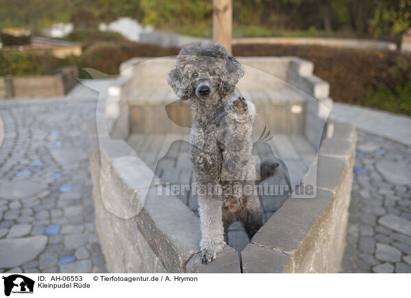 Kleinpudel Rde / male Royal Standard Poodle / AH-06553